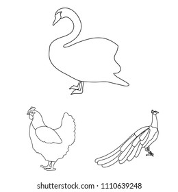 Types of birds outline icons in set collection for design. Home and wild bird vector symbol stock web illustration.