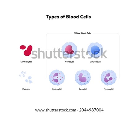 Types of blood cell and analysis concept. Vector flat healthcare illustration. Collection of red and white cells color icon symbol isolated on white background. Design for health care.