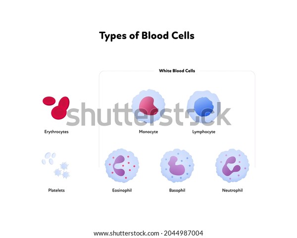 Types Blood Cell Analysis Concept Vector Stock Vector (Royalty Free ...