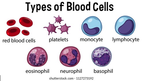 백혈구 백혈구 형 개요 스톡 일러스트 216953524 | Shutterstock