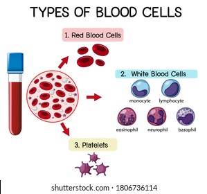 Type Blood Cell Illustration Stock Vector (Royalty Free) 1795054483 ...