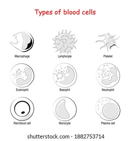 Types Of Blood Cells. Vector Icon Set. Red Blood (erythrocyte) And Plasma Cells,  Eosinophil, Neutrophil, Basophil, Macrophage, Monocyte, Platelet,  Lymphocyte. Collection Of Corpuscles Signs.