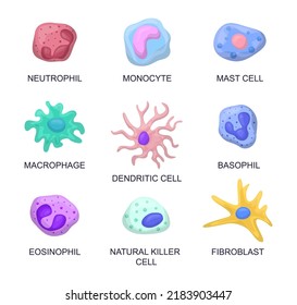 5,833 Neutrophil Images, Stock Photos & Vectors | Shutterstock