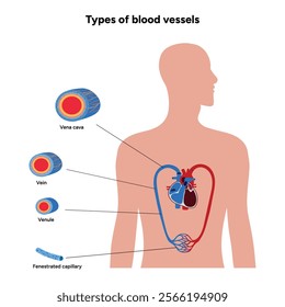 Types of blood vessels circulate blood throughout body. Oxygen to vital organs and tissues. Veins, arteries and capillaries. Medical information and diagram