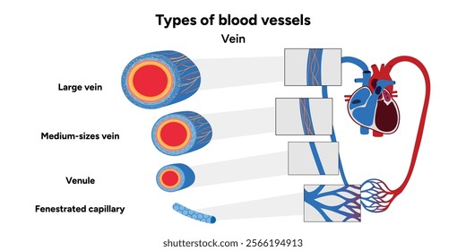 Types of blood vessels circulate blood throughout body. Oxygen to vital organs and tissues. Veins, arteries and capillaries. Medical information and diagram
