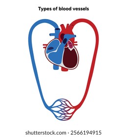 Types of blood vessels circulate blood throughout body. Oxygen to vital organs and tissues. Veins, arteries and capillaries. Medical information and diagram