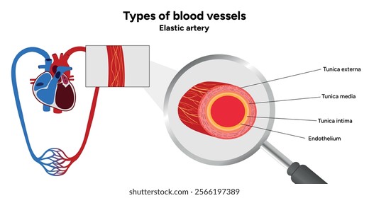 Types of blood vessels circulate blood throughout body. Oxygen to vital organs and tissues. Veins, arteries and capillaries. Medical information and diagram. Elastic artery
