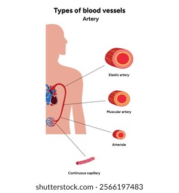 Types of blood vessels circulate blood throughout body. Oxygen to vital organs and tissues. Veins, arteries and capillaries. Medical information and diagram. artery