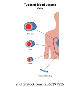 Types of blood vessels circulate blood throughout body. Oxygen to vital organs and tissues. Veins, arteries and capillaries. Medical information and diagram. Veins