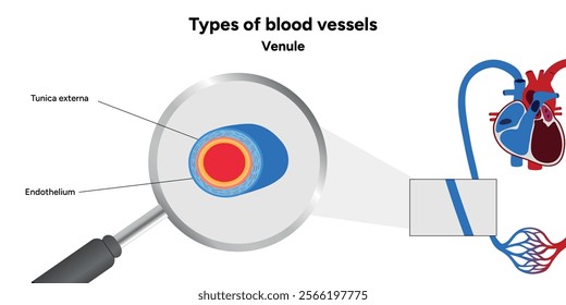 Types of blood vessels circulate blood throughout body. Oxygen to vital organs and tissues. Veins, arteries and capillaries. Medical information and diagram. Venule