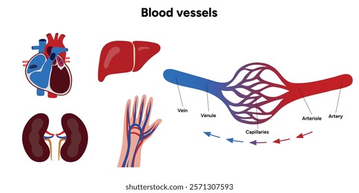 Types of blood vessels circulate blood throughout body. Oxygen to vital organs and tissues. Veins, arteries and capillaries. Medical information and diagram