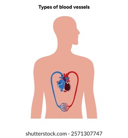 Types of blood vessels circulate blood throughout body. Oxygen to vital organs and tissues. Veins, arteries and capillaries. Medical information and diagram