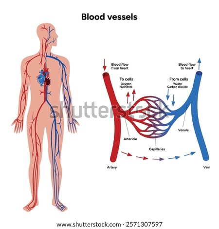 Types of blood vessels circulate blood throughout body. Oxygen to vital organs and tissues. Veins, arteries and capillaries. Medical information and diagram