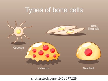 Types of bone cells for Bone formation, resorption and remodeling. Osteocyte, lining cells, osteoblast, osteoclast. Osteogenesis. Isometric flat vector Illustration