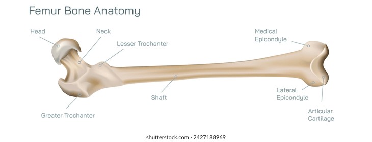 Tipos de fracturas óseas. Estructura de una ilustración vectorial de hueso. La calidad o la estructura de la médula ósea cambian. Construcción y fuerza de los tejidos óseos. Síntomas, etapas y crecimiento. Anatomía ósea.