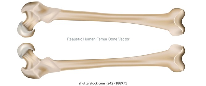 Tipos de fracturas óseas. Estructura de una ilustración vectorial de hueso. La calidad o la estructura de la médula ósea cambian. Construcción y fuerza de los tejidos óseos. Síntomas, etapas y crecimiento. Anatomía ósea.