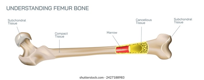 Tipos de fracturas óseas. Estructura de una ilustración vectorial de hueso. La calidad o la estructura de la médula ósea cambian. Construcción y fuerza de los tejidos óseos. Síntomas, etapas y crecimiento. Anatomía ósea.