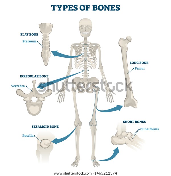 Types of bones vector illustration. Labeled
anatomical skeleton set scheme. Graphic with skull and sesamoid
body part. Educational medical diagram with sternum, vertebra,
patella, cuneiforms and
femur