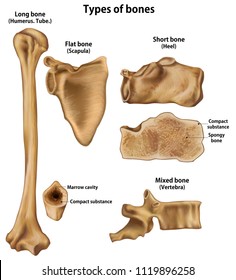Types of bones.Long(Humerus).Shirt(Heel).Flat(Scapula).Mixed(Vertebra)