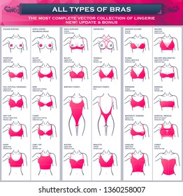 Types of bras. The most complete vector collection of lingerie. Set of underwear, balconette, strapless, glamour corset, erotic push-up, bikini, bandeau, plunge, body figure, belt, bodysuit, demi cup