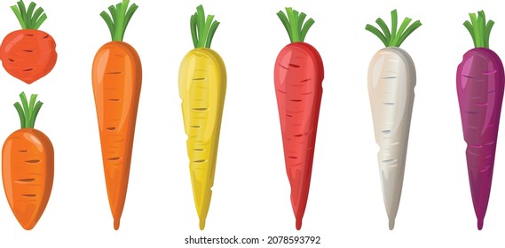 Types Of Carrot, Cartoon Style. Set Of Carrots Of 7 Different Species