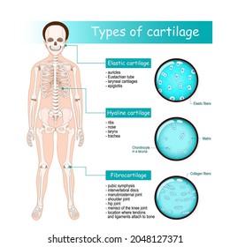 Types of cartilage: Fibrocartilage, Hyaline and Elastic. Human skeleton with joints. Close-up of cartilage cells. Magnification of Chondrocyte in a lacuna, Elastic fibers, Matrix, and Collagen fibers.