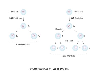 types of Cell Division, Meiosis and Mitosis Science Design. Vector Illustration.	