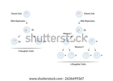 types of Cell Division, Meiosis and Mitosis Science Design. Vector Illustration.	