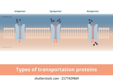 Tipos de proteínas de transporte de membrana celular. Visualización de uniporteros (una molécula, una dirección), simpatizantes (dos moléculas, las mismas direcciones), antiporteros (dos moléculas, diferentes direcciones).