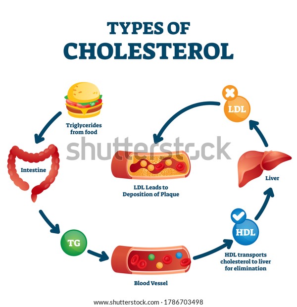 Types Cholesterol Educational Cycle Scheme Fatty Stock Vector (Royalty