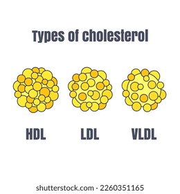 Arten von Cholesterin-Vektorgrafik für Gesundheitsversorgung und Bildung