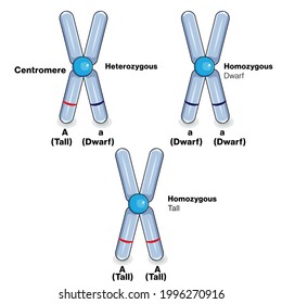 Types Of Chromosome Alleles: Homozygous, Heterozygous Illustration.