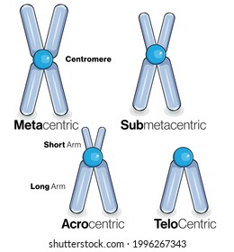 Types of Chromosomes based on centromere position illustration. 