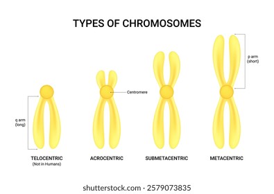 Types of Chromosomes Based on the position of the centromere