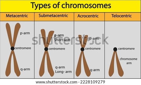 Types of Chromosomes (Centromere Location)	