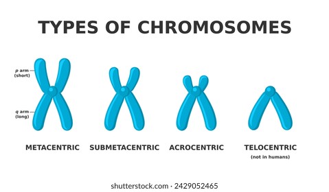 Types of chromosomes. Metacentric, submetacentric, telocentric, acrocentric. Chromosome classification based on centromere location. Different shape of chromosomes. Science. Vector illustration. 