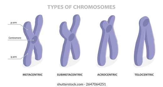 Tipos de cromossomas (metacêntrico, submetacêntrico, telocêntrico, acrocêntrico). Classificação cromossômica baseada na localização do centrômero. Forma diferente dos cromossomos. Diagrama vetorial isométrico plano.