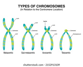 Types of Chromosomes in relation to the centromere location