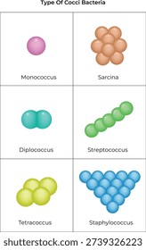 Types of Cocci Bacteria Arrangements