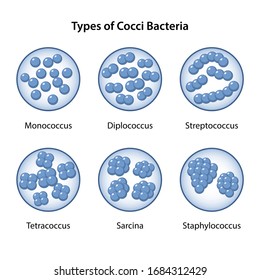 Tetracoccus Images, Stock Photos & Vectors | Shutterstock