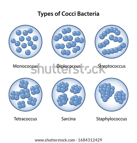 Types of Coccus Bacteria in magnifying glass. Coccus morphology. Microbiology. Spherical shapes: monococcus, diplococcus, streptococcus, tetracoccus, sarcina, staphylococcus. Vector illustration Stock photo © 