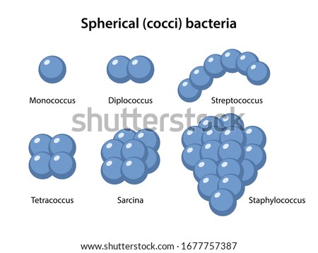 Types of Coccus Bacteria. Coccus morphology. Microbiology. Spherical shapes: monococcus, diplococcus, streptococcus, tetracoccus, sarcina, staphylococcus. Vector illustration in flat style Stock photo © 