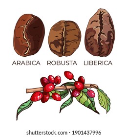 Kaffeesorten, Körner und Pflanzen, bunter Vektorgrafik mit Text arabica, robusta, liberica,