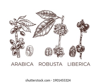 Kaffeesorten, Körner und Pflanzen, grafische Vektorgrafik mit Text arabica, robusta, liberica,