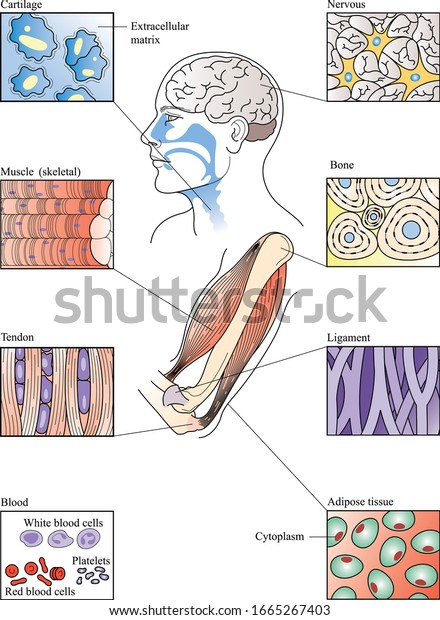 Types of connective tissue vector. Labeled\
inner human organ structure scheme. Scientific and educational\
diagram with muscle, epithelial, nerve and connective anatomical\
fiber parts with\
examples.