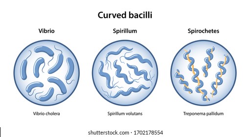 types of spiral bacteria