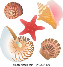 Types of decorative seashells and and starfish