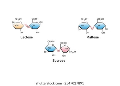 Typen von Disacchariden (Maltose, Lactose und Sucrose) Science Design. Vektorgrafik.