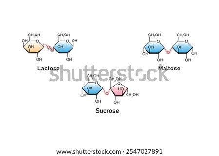 Types of Disaccharides (Maltose, Lactose and Sucrose) Science Design. Vector Illustration.