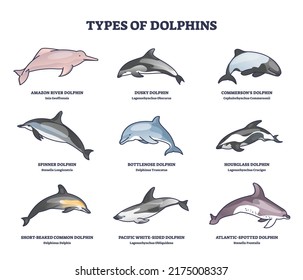 Types of dolphins and swimming mammals species outline collection diagram. Labeled educational set with underwater life inhabitants with bottlenose, amazon and atlantic examples vector illustration.